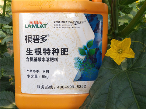 根碧多，菌劑，安碧解