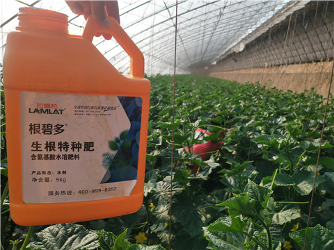 根碧多，菌劑，安碧解