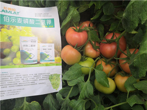 葉面肥，磷酸二氫鉀，鈣肥