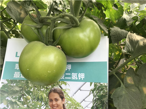 沖施肥，鈣肥