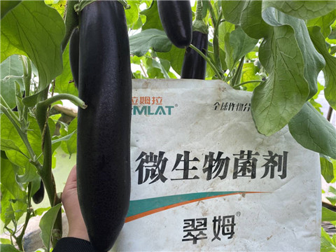 微生物菌劑，拉姆拉
