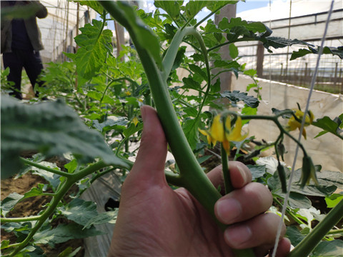 微生物菌劑 ，拉姆拉翠姆