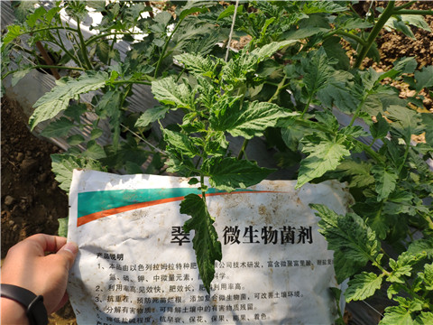 微生物菌劑 ，拉姆拉翠姆