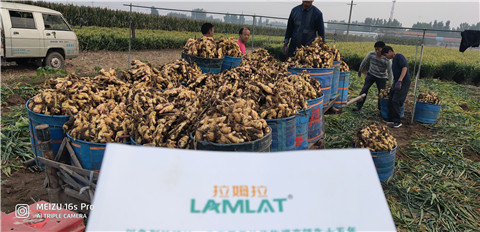 微生物菌劑，拉姆拉