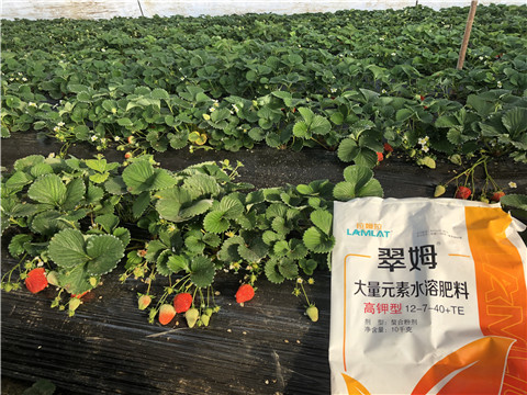 水溶肥，葉面肥，根碧多