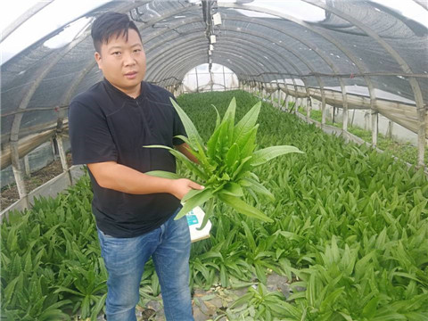 水溶肥，生根劑
