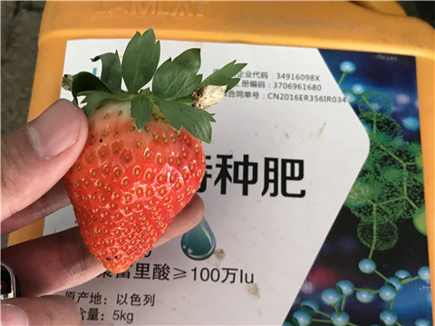 沖施肥，磷酸二氫鉀