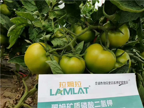 磷酸二氫鉀，鈣肥，水溶肥