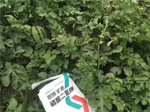磷酸二氫鉀，硼肥，沖施肥