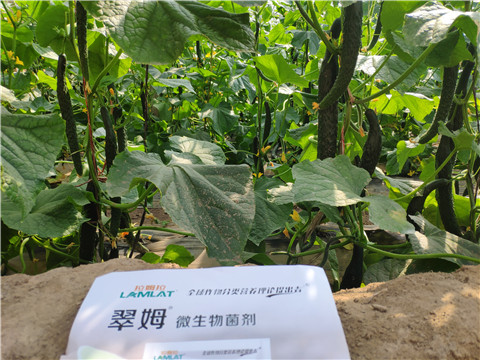 微生物菌劑，根碧多，水溶肥