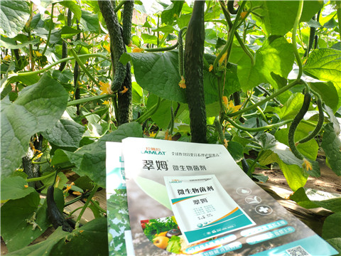 微生物菌劑，根碧多，水溶肥