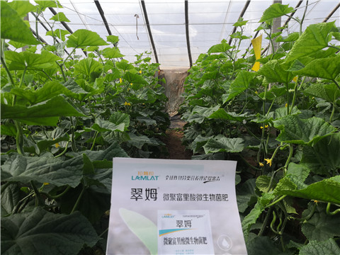 微生物菌劑，拉姆拉