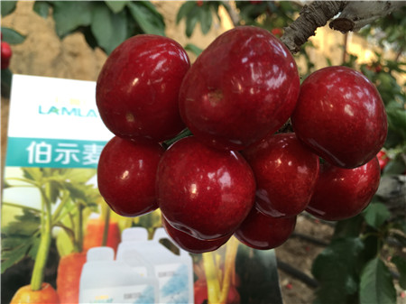 生根劑，微生物菌劑，拉姆拉，伯示麥