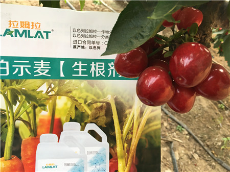 生根劑，微生物菌劑，拉姆拉，伯示麥