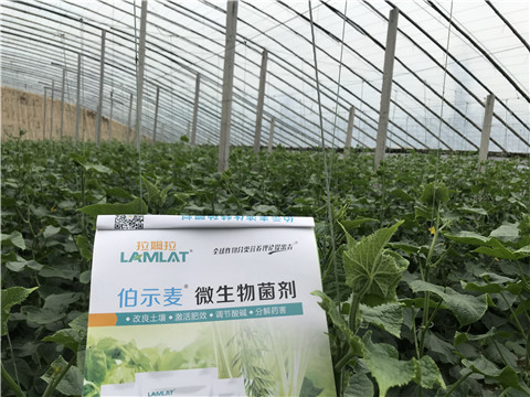 微生物菌劑，生根劑，拉姆拉