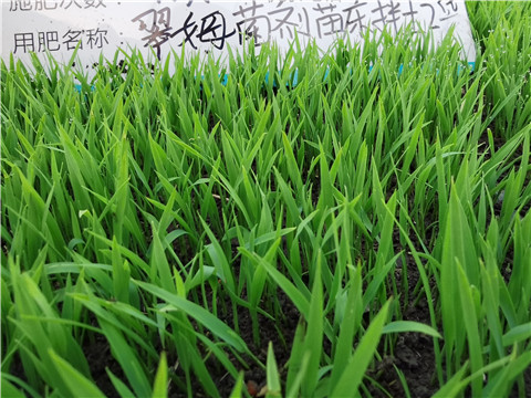 微生物菌劑，拉姆拉