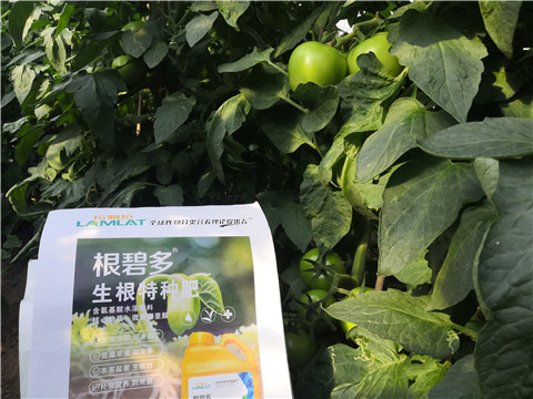 根碧多，拉姆拉