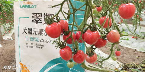 水溶肥，翠姆，拉姆拉