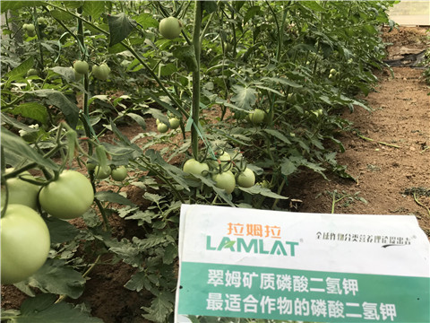 進(jìn)口水溶肥，拉姆拉，翠姆