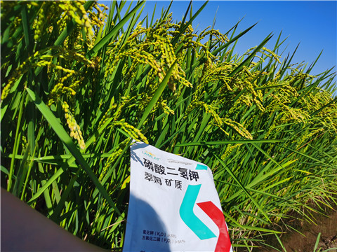 水溶肥，磷酸二氫鉀