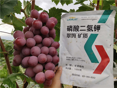 進(jìn)口水溶肥，拉姆拉，翠姆