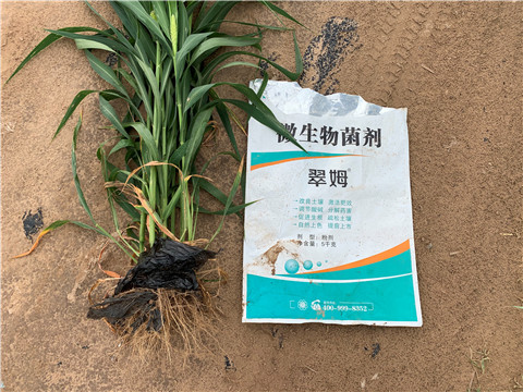 微生物菌劑，拉姆拉，翠姆