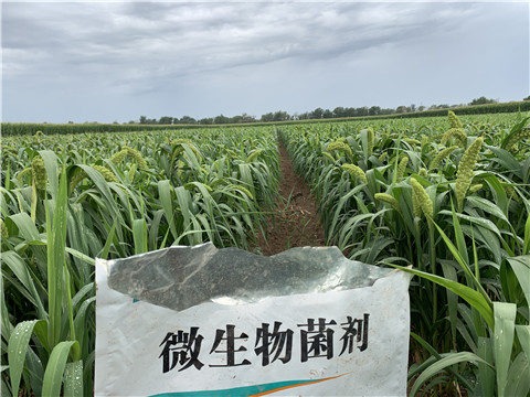 微生物菌劑，拉姆拉，翠姆