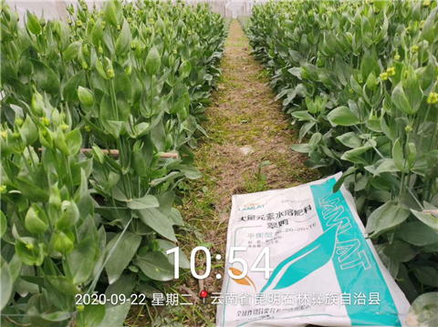 大量元素水溶肥，拉姆拉，翠姆