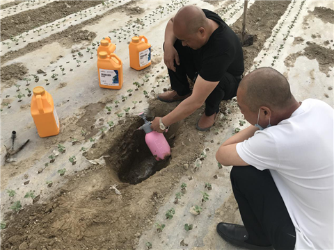 棉花，水溶肥，拉姆拉，翠姆
