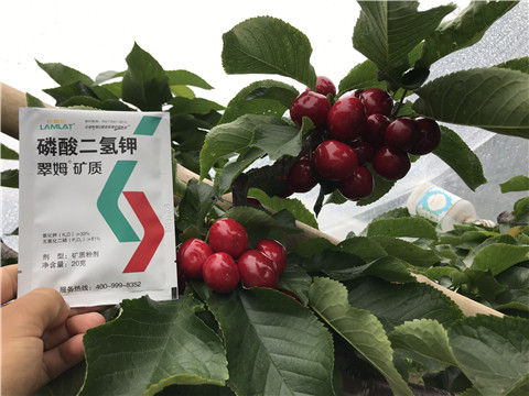水溶肥，拉姆拉，翠姆