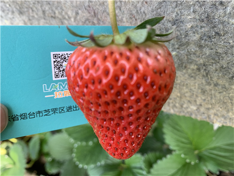 水溶肥，拉姆拉，翠姆