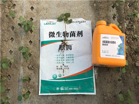 水溶肥，拉姆拉，翠姆
