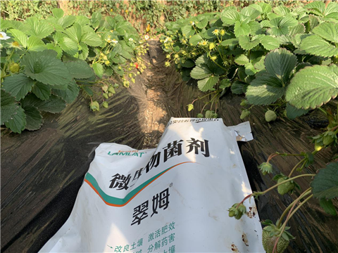 水溶肥，拉姆拉，翠姆
