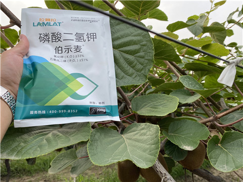 磷酸二氫鉀，拉姆拉，伯示麥