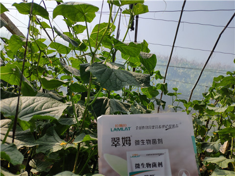 水溶肥，拉姆拉，翠姆