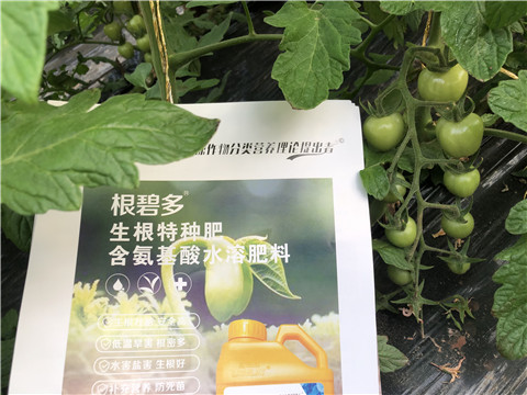 水溶肥，拉姆拉，翠姆