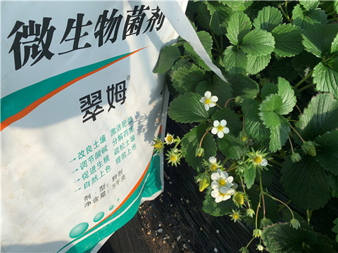 微生物菌劑，拉姆拉，翠姆