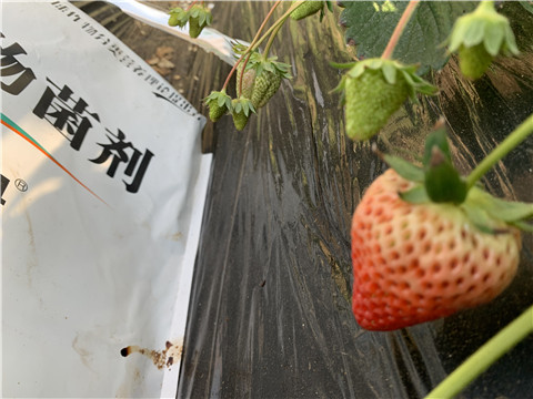 微生物菌劑，拉姆拉，翠姆