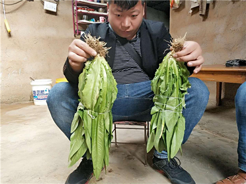 水溶肥，拉姆拉，翠姆