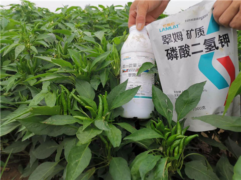 水溶肥，拉姆拉，翠姆
