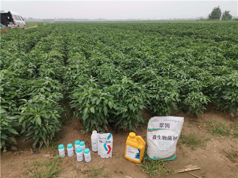 水溶肥，拉姆拉，翠姆