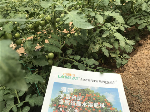 水溶肥，拉姆拉，翠姆