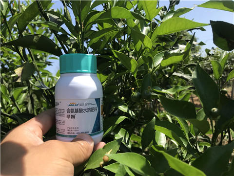 葉面肥，拉姆拉，翠姆