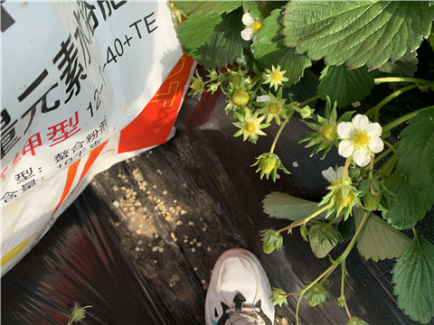 水溶肥，拉姆拉，翠姆