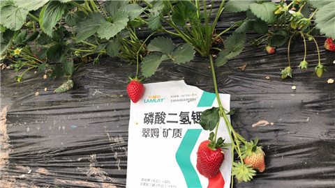 磷酸二氫鉀，拉姆拉，翠姆