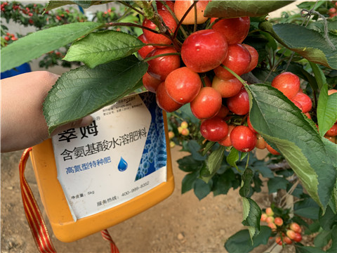 水溶肥，拉姆拉，翠姆
