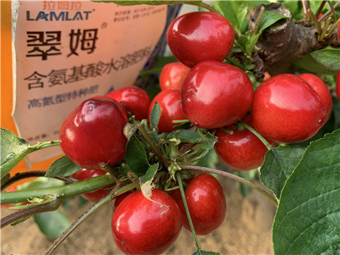 水溶肥，拉姆拉，翠姆