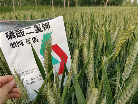 葉面肥，水溶肥，磷酸二氫鉀