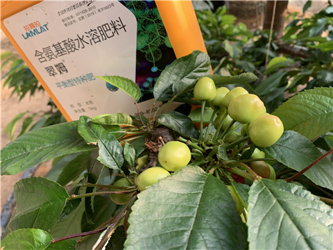 氨基酸水溶肥，拉姆拉，翠姆