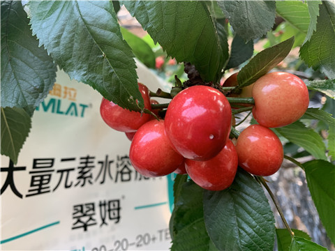 大量元素水溶肥，拉姆拉，翠姆